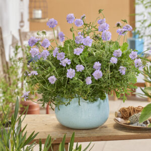 Scabiosa incisa Kudo Blue®