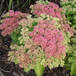 Sedum Autumn Charm