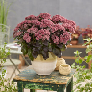 Sedum Key of Heaven