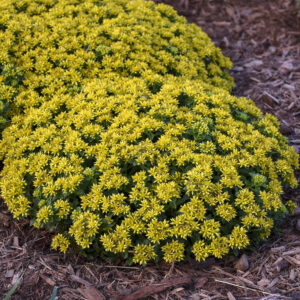 Sedum Little Miss Sunshine®