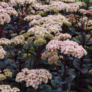 Sedum Matrona