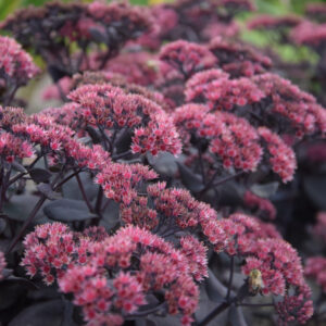 Sedum Mojave Jewels Ruby®