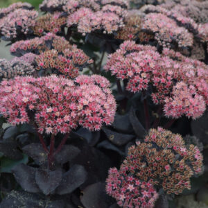Sedum Mojave Jewels Sapphire®