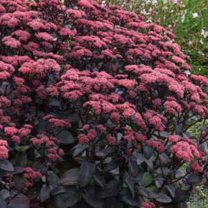 Sedum Purple Emperor®