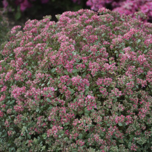 Sedum Steel the Show®