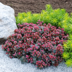 Sedum Sunsparkler™ Blue Elf