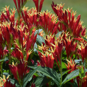 Spigelia marilandica Little Redhead