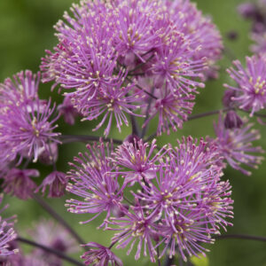 Thalictrum My Little Favourite®