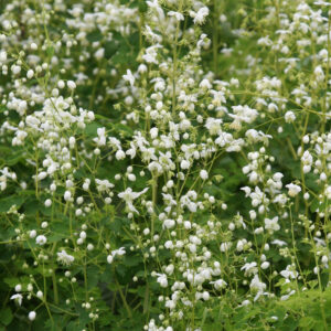 Thalictrum Album