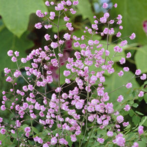 Thalictrum Hewitts Double
