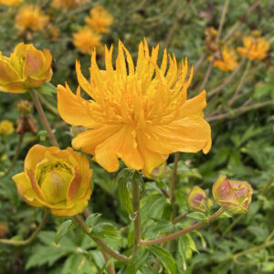Trollius Orange Triumph