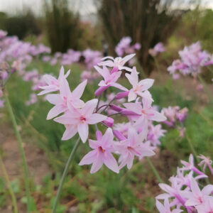 Tulbaghia Ashanti
