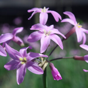 Tulbaghia Kilimanjaro
