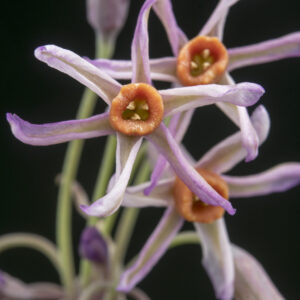 Tulbaghia Leucantha