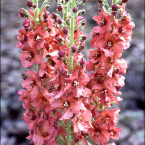 Verbascum Caribbean Crush