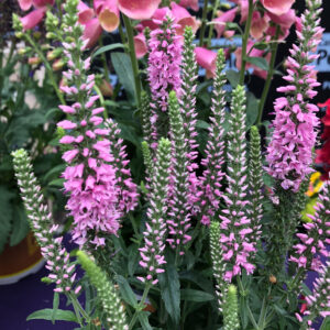 Veronica Dark Pink Moody Blues®