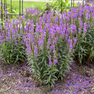 Veronica Purple Leia®