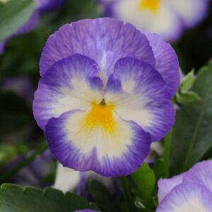 Viola Halo Lilac®