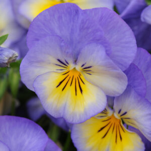Viola Halo Sky Blue®
