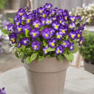 Viola Halo Violet®