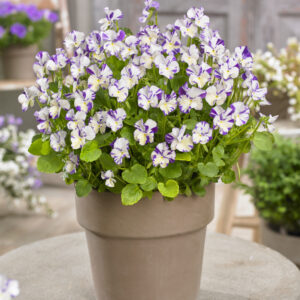 Viola Rebecca Cawthorne®