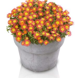 Delosperma Wheels of Wonder™ Fire Improved