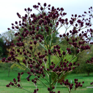 Eryngium Pandanifolium Physic Purple
