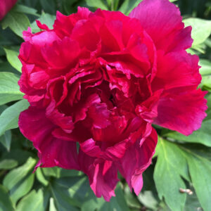Paeonia Itoh Garden Candy® Candy Apple