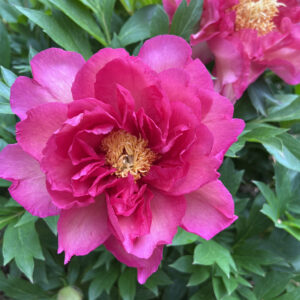 Paeonia Itoh Garden Candy® Noah Jolie™