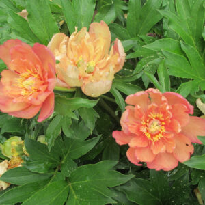 Paeonia Itoh Garden Candy® Summer Sunset