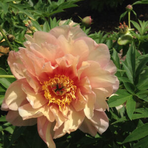 Paeonia Itoh Garden Candy® Summer Sunset