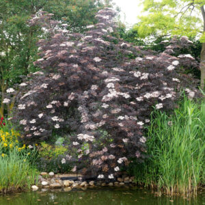 Sambucus nigra Black Lace