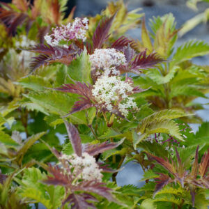 Sambucus racemosa Serenade