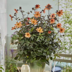 Dahlia Sunset Glow