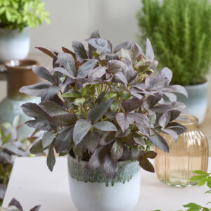 Helleborus Mount Nebo The Rockies®