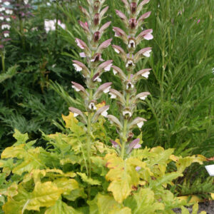 Acanthus hungaricus
