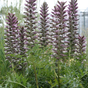 Acanthus spinosus