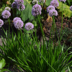 Allium Summer Beauty