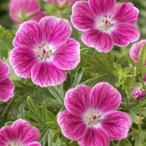 Geranium sanguineum Elke