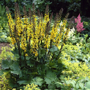 Ligularia The Rocket
