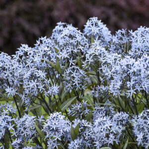 Amsonia tabernaemontana Storm Cloud