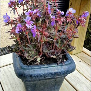 Geranium Pratense Black Beauty