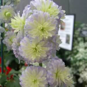 Delphinium elatum Highlander Moonlight