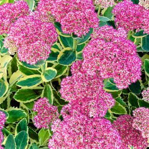 Sedum Autumn Charm