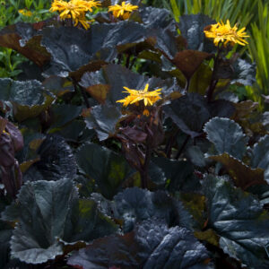 Ligularia Britt Marie Crawford®