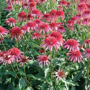 Echinacea tall double Guava Ice