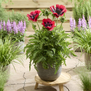 Papaver Bolero®