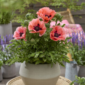 Papaver Rococo®