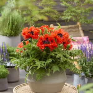 Papaver Turkenlouis