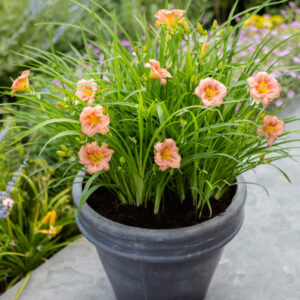 Hemerocallis EveryDaylily™ Rose